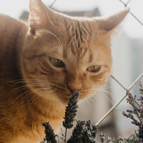 a cat smelling a plant